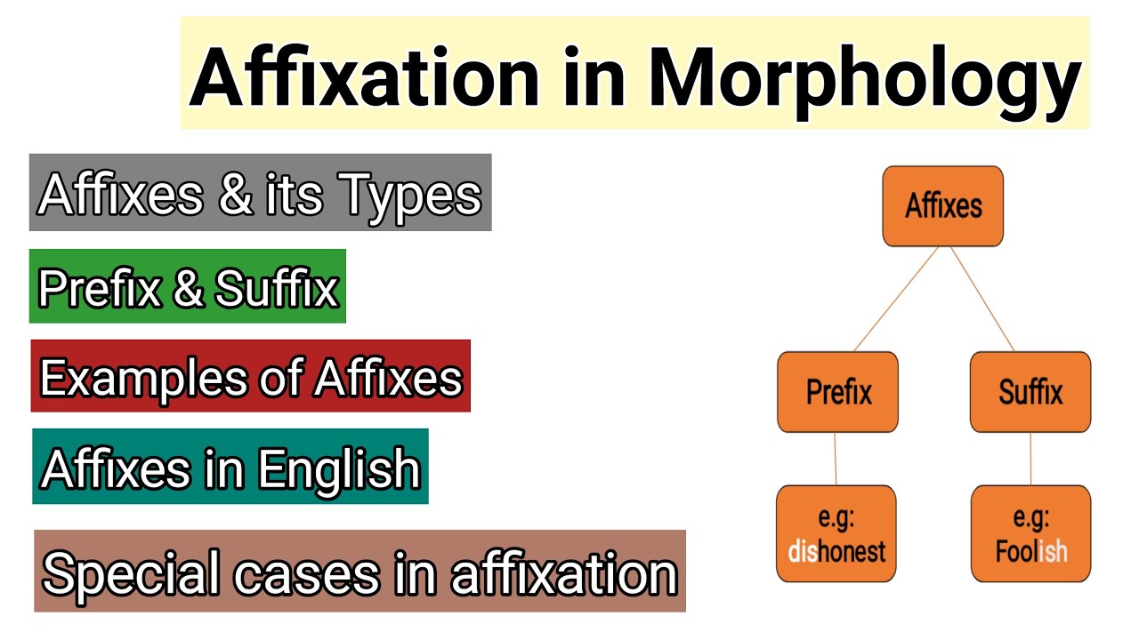 Affixation In Morphology Affixes Its Types Prefix And Suffix