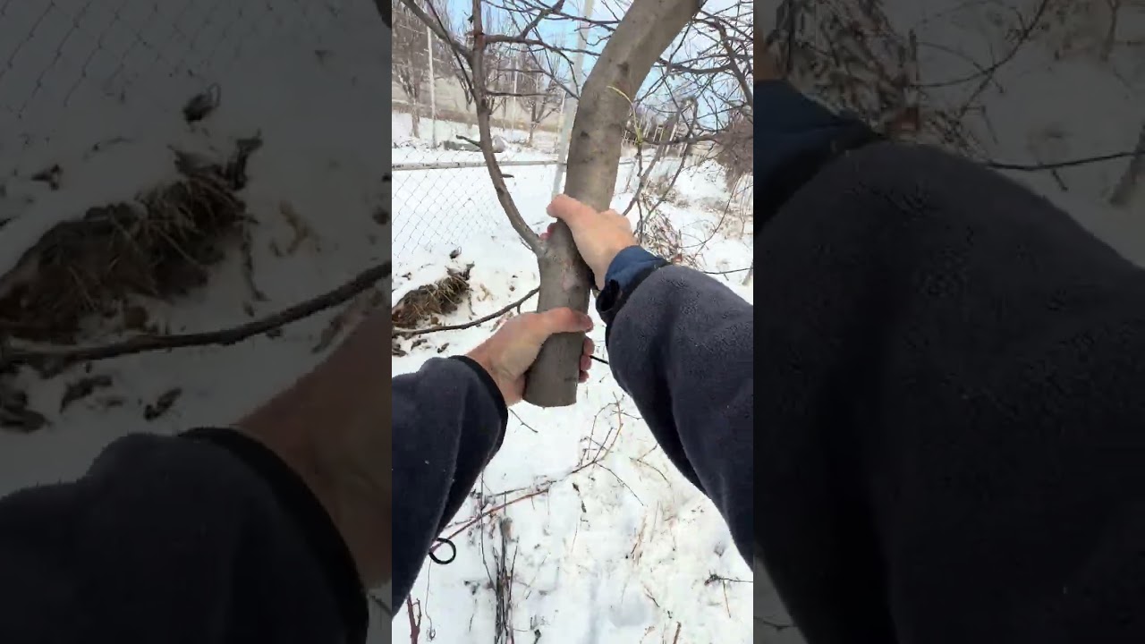 Үлкен алма ағашын қалай кесеміз? 