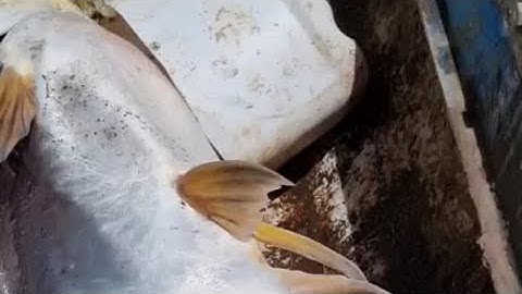 cầu h áp cao cọp 24f autu siêu ổn định lợ phèn tạp chất ngọt thuần.