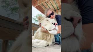 Huge Lion Hugs!