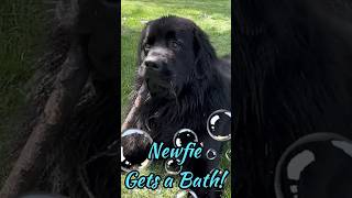 Newfie Bath Time #newfoundland #newfie #dog #dogbath