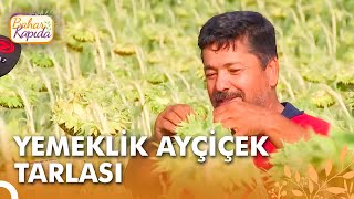 Evimizde Kullandığımız Ayçiçek Tarlası | Bahar Kapıda