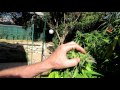 How Caterpillars Can Destroy Your Cannabis Crop