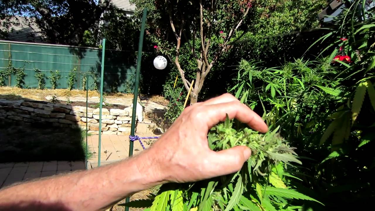 How Caterpillars Can Destroy Your Cannabis Crop