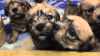 Finding our voices by SIWOP Dandie Dinmont Terriers 53 views 8 years ago 1 minute, 17 seconds