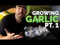 How to Grow Garlic (Part 1) | Varieties, Soil Prep, and Planting