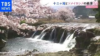【令和の桜】十二ヶ滝とソメイヨシノの絶景 石川・小松市