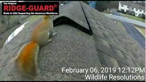 The Solution to Bats, Mice, & Squirrels Entering Roof Ridge Vents - Ridge-Guard®