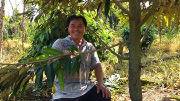 CÁCH CẮT CÀNH TẠO TÁN  SẦU RIÊNG 26 THÁNG TUỔI