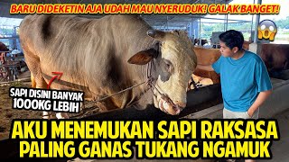 AKU MENEMUKAN SAPI RAKSASA PALING GANAS TUKANG NGAMUK! BANYAK SAPI JUMBO DISIN!I 1000KG LEBIH