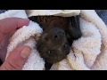 Removing barbed wire from a little flying-fox