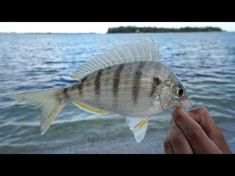 EXPEN$IVE SECRET! Bait and Tackle Shops DON'T Want YOU to KNOW! How to Catch  Pinfish- Tackle Tuesday 