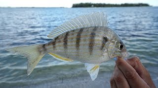 EXPEN$IVE SECRET! Bait and Tackle Shops DON'T Want YOU to KNOW! How to  Catch Pinfish- Tackle Tuesday 