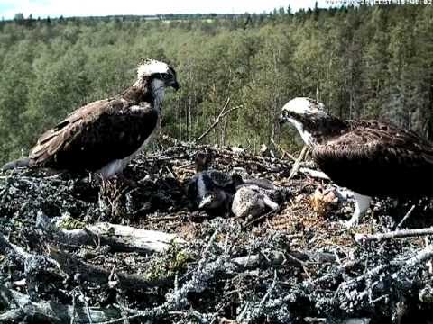 eesti energia Oops, he did it again - Male osprey