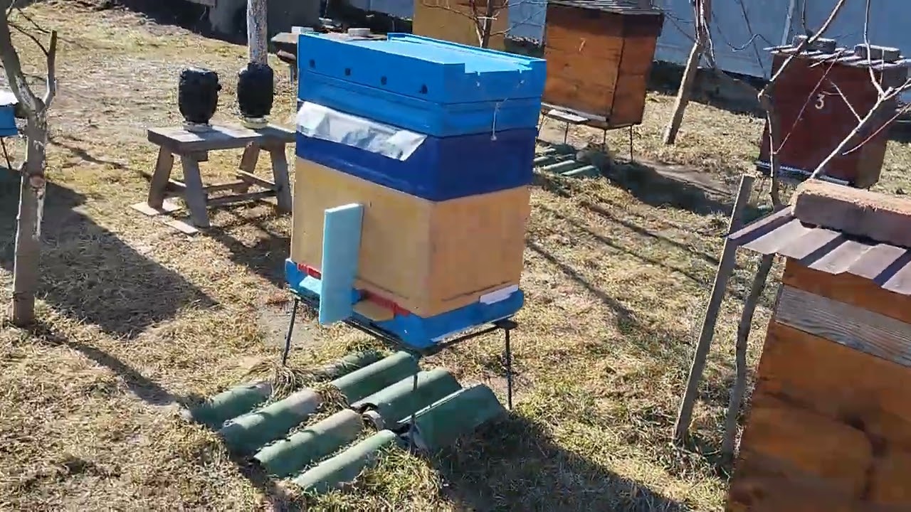 Бджоли четвертий день працюють. 09.03.26р.