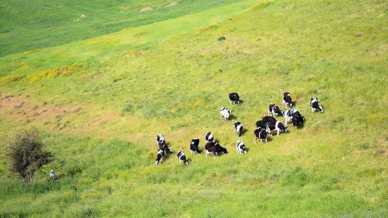 الأردن موطني Jordan country YouTube