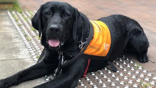Guide Dogs NSW/ACT: Canine Court Companion Program