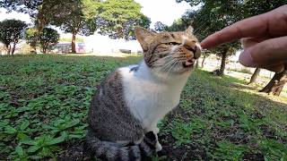 公園にいた野良猫をナデナデしてみたら喜んでゴロンゴロン転がってカワイイ