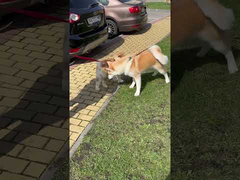 Video: Hundraser: Akita