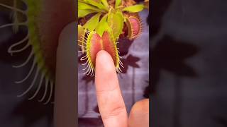 This plant eat animals really?? | Venus Flaytrap | #shorts #trending