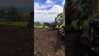 Download Lagu 28 April 2023 #shorts #farming #zebra MP3 Download Lagu 28 April 2023 #shorts #farming #zebra MP3