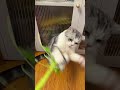 Playing with Catty #catty #cat #catvideos #animalvideos #kitten #kitty