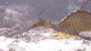 Two weedy sea dragons, Henry Head