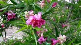 Desert Willow (Chilopsis linearis) , Lisa's Landscape & Design 