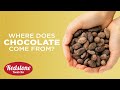 Where Does Chocolate Come From? How is it Grown, Harvested &amp; Processed? | Redstone Foods