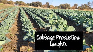 Cabbage Production Titbits: Spacing, Varieties and Pests
