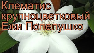 видео Озеленение по вертикали: клематисы