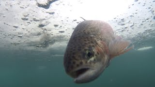 TROUT on the imitation fish and PASTA. SHOOTING under THE ICE. ATTACK and fight with the FISH))