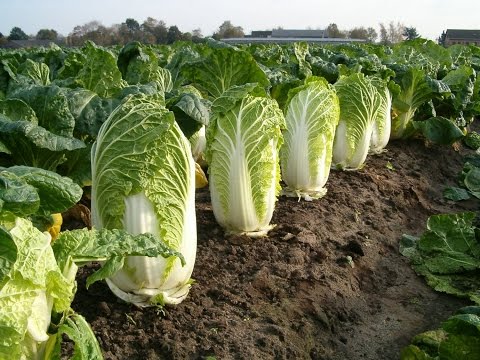 10 Amazing Health Benefits of Lettuce
