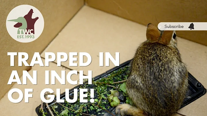 Saving a Helpless Rabbit Trapped in a Glue Trap