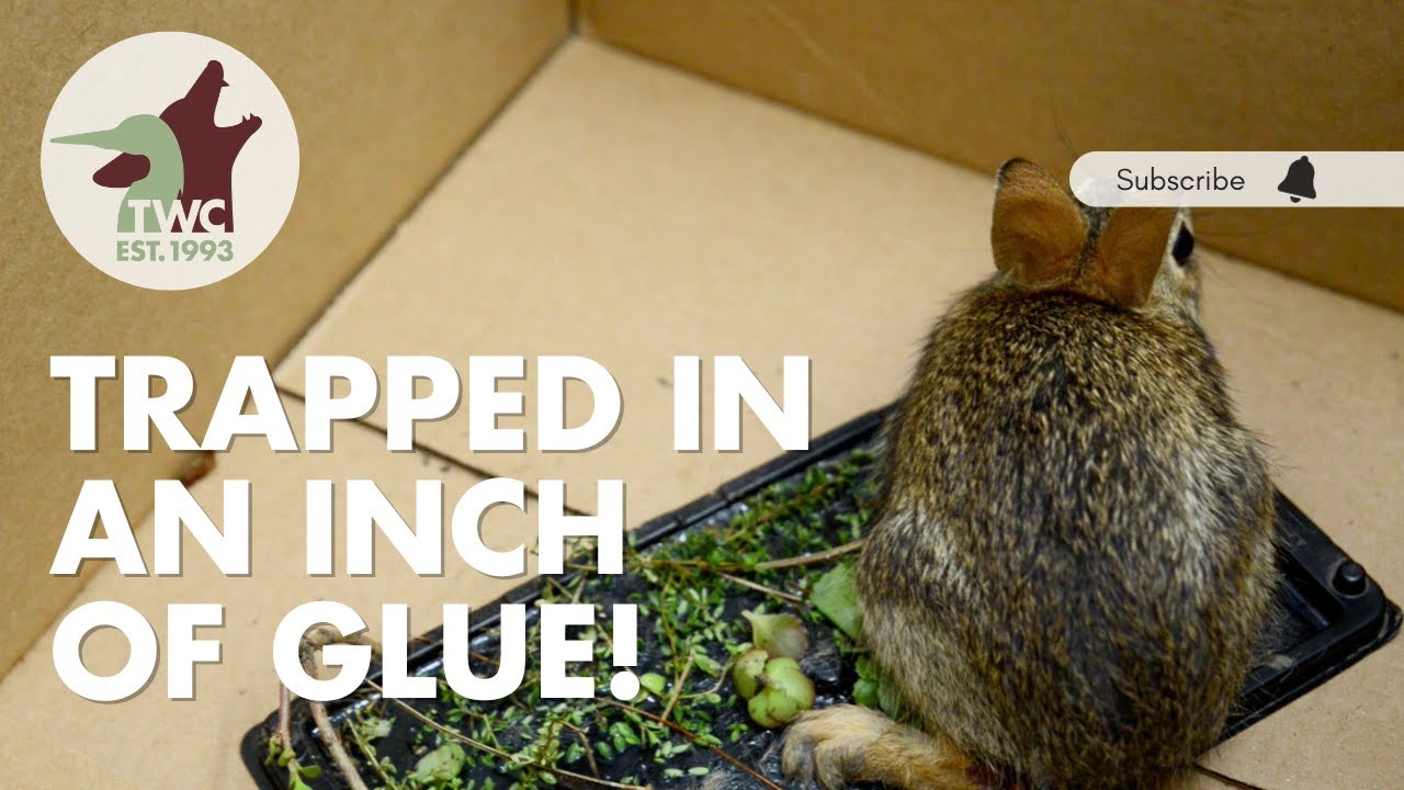 6 Steps to Save Animals Stuck on Glue Traps