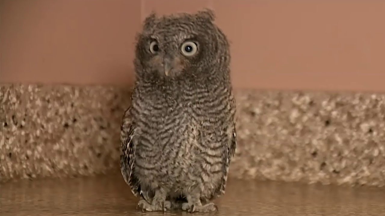 Garden City Animal Shelter Helps Baby Owls Youtube