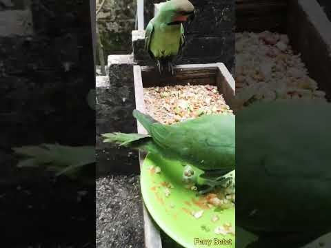 Long Tailed Parakeet - Breakfast In Aviary.
