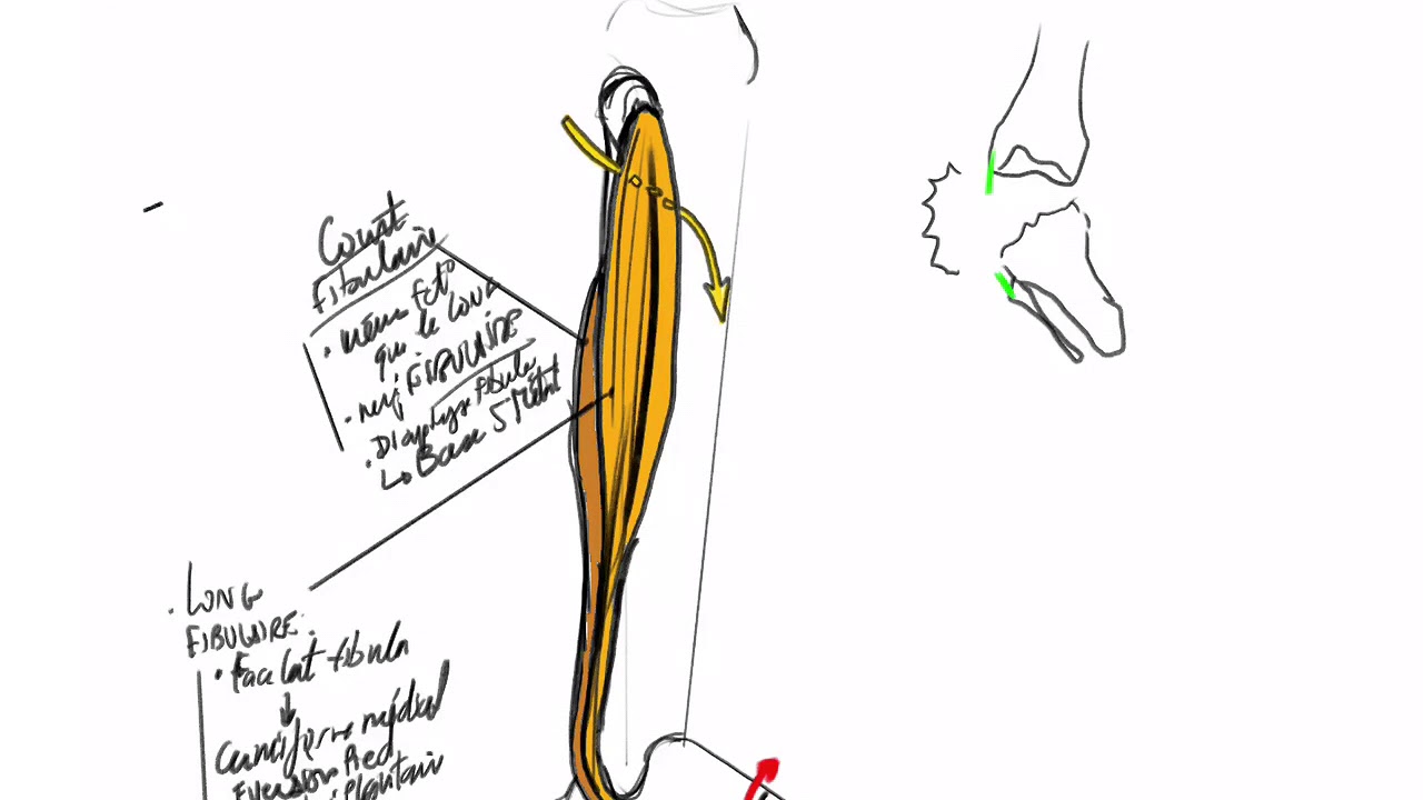 Anatomie De L'appareil Locomoteur Membre Inférieur Michel Dufour