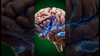 Eating a Reuben Sandwich: Inside the Human Body in 3D  #facts #shortvideo #science #shorts#education