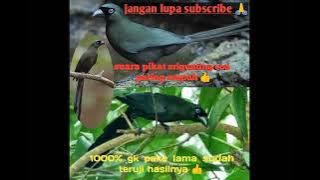 suara pikat/pancingan Burung srigunting irian/saeran eod.. Ampuh 1000% terampuh 👍