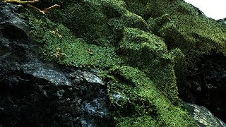 Moss Wet Rock TEST VXGI Ue4