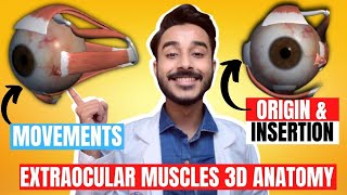 Extraocular Muscles Anatomy 3D |  Anatomy of extraocular muscle movements | eye muscle anatomy screenshot 5