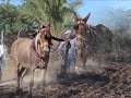 ALMOGIA ARA 2021 y VERDIALES. Arando con mulos en los montes de Málaga