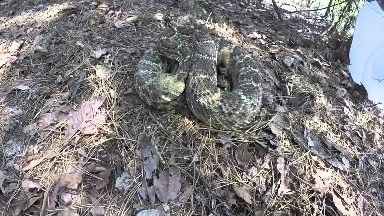 Western Diamondback Rattle snake in Arkansas YouTube