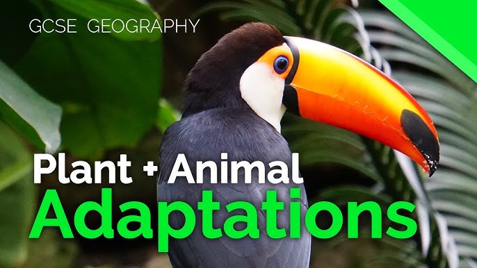 Taiga - Plant and Animal Adaptations 