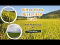 Rice field tour in village of Nepal