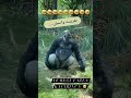 New Funny Newethiopia Video Eyoba New Funny Newethiopia Video Eyoba
