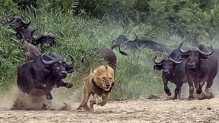 Angry Buffalos attack animals android game part [1431]🏁🦍🦧🐆🐅🐖🦒🦓🐮🐄🐃🐂🦬🌲🌴🌳🏁 screenshot 3