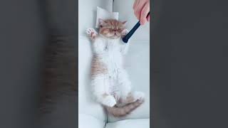 Kitty gets the spa treatment!