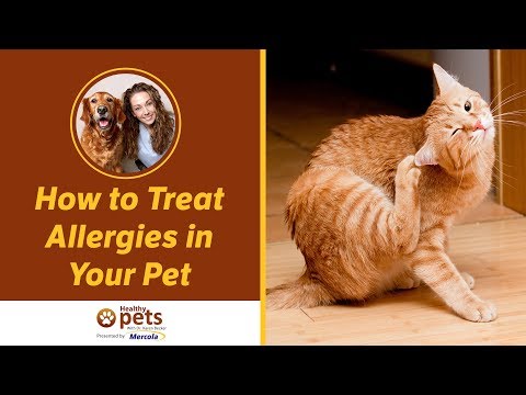 Video: Imunitní supresantní léčba alergií u psů